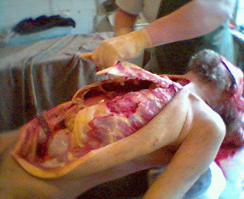 vskr09.gif