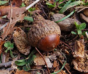 Oak Acorn 1550px