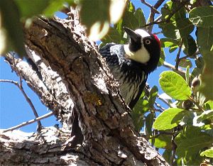 Acorn woodpecker in oak tree