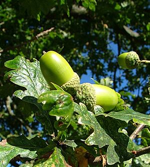 Acorns in Scotland