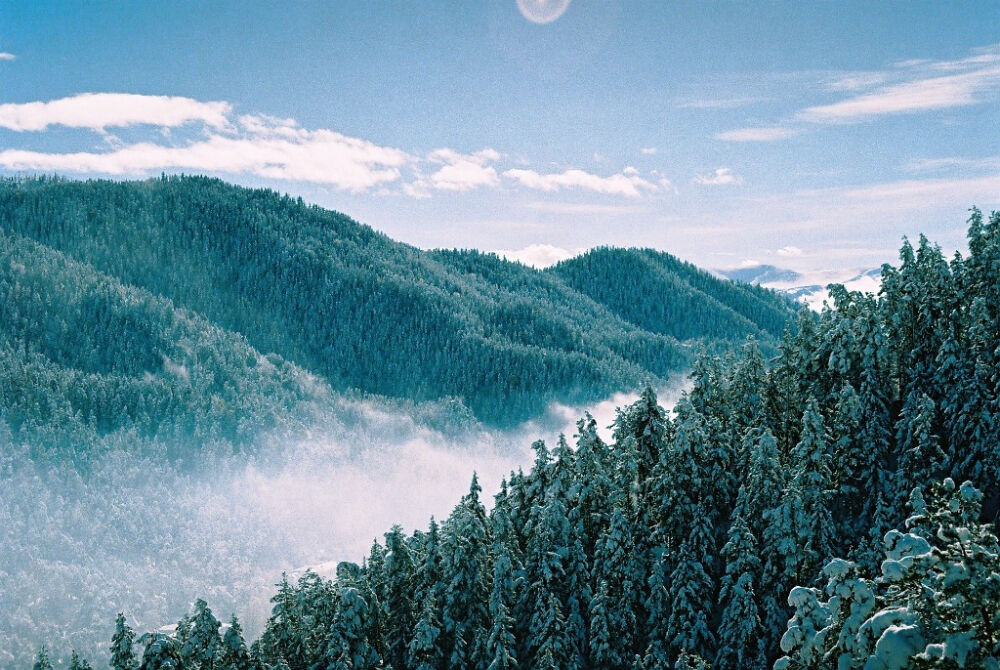 Хвойный лес — Википедия
