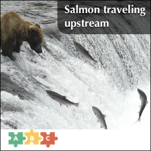 puzzle_salmon_traveling_upstream