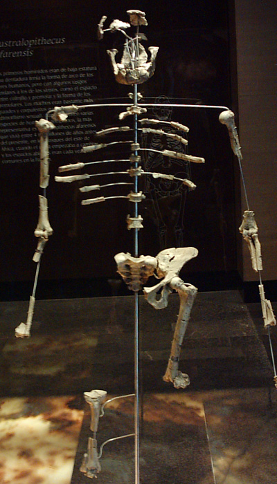 Скелет австралопитека Люси