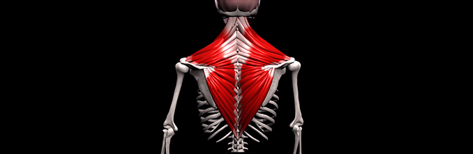 анатомия и функция трапециевидной мышцы