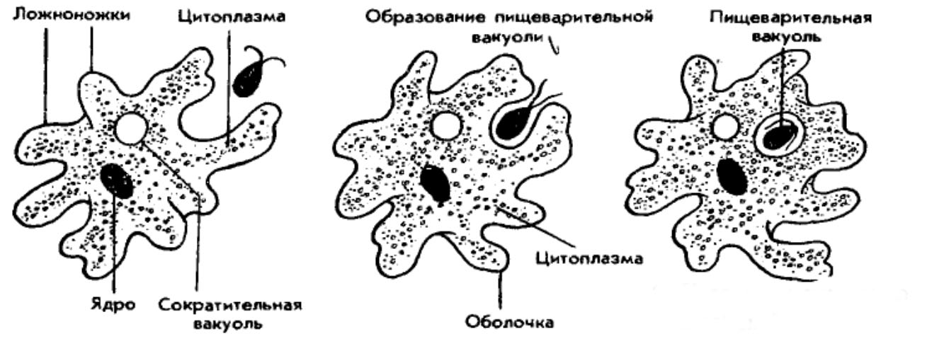 Питание амебы обыкновенной
