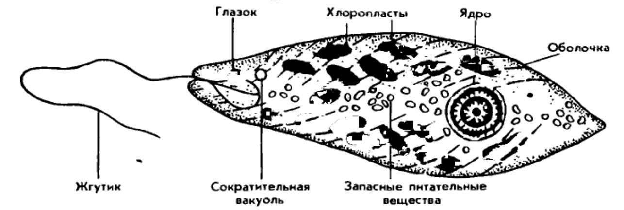 Строение зеленой эвглены