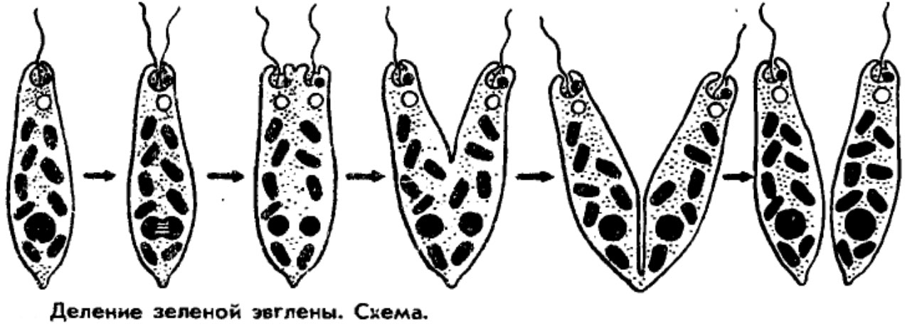Размножение зеленой эвглены