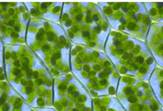 Клетки зеленых частей растения