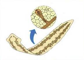 Выделительная система червей