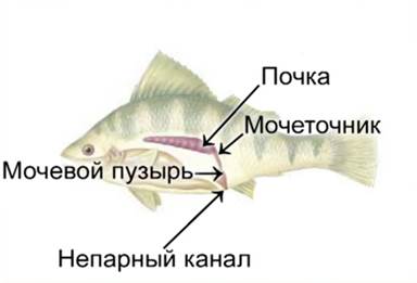 Мочеполовая система пресноводной рыбы