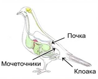 Выделительная система птиц