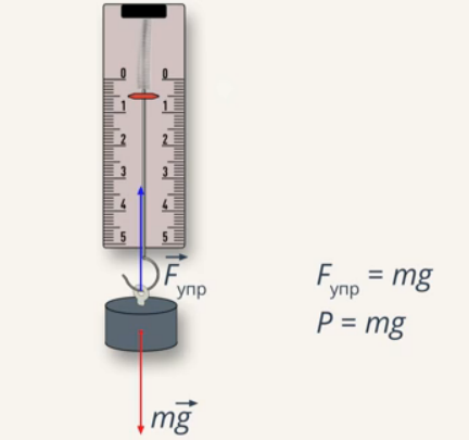 Вес и сила тяжести (