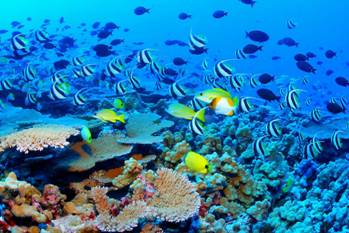 Большой Барьерный риф. Кораллы, рыбы