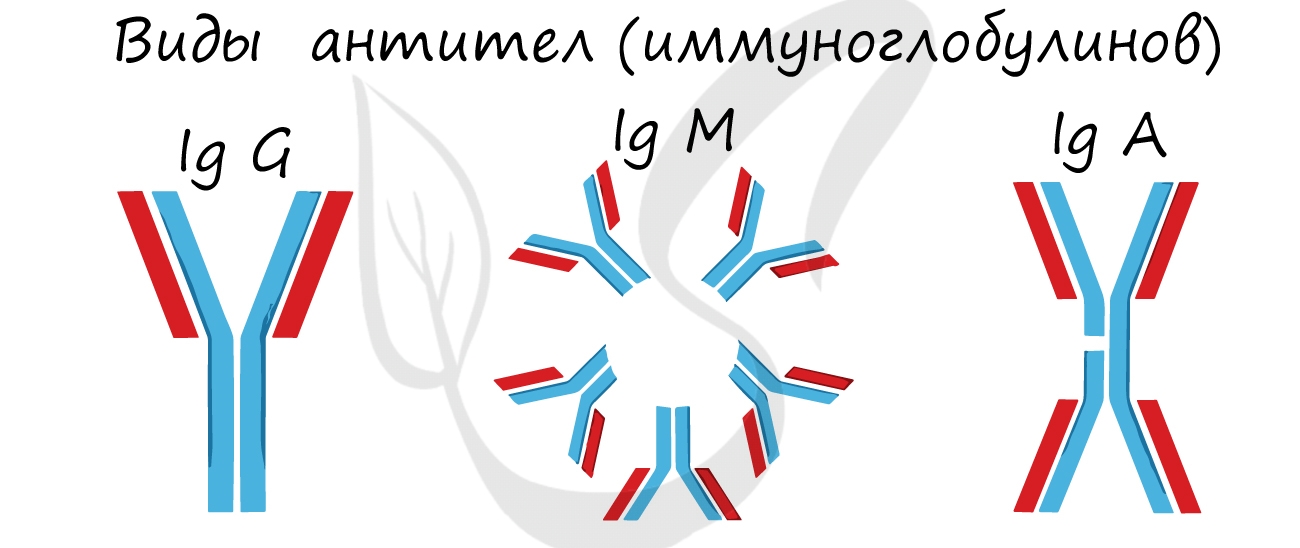 Антитела иммуноглобулины