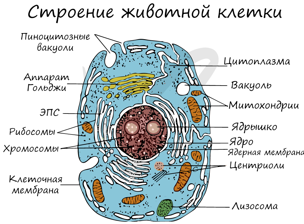 Строение животной клетки