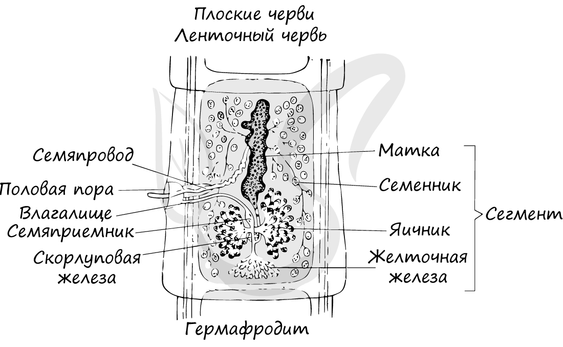 Половая система плоских червей