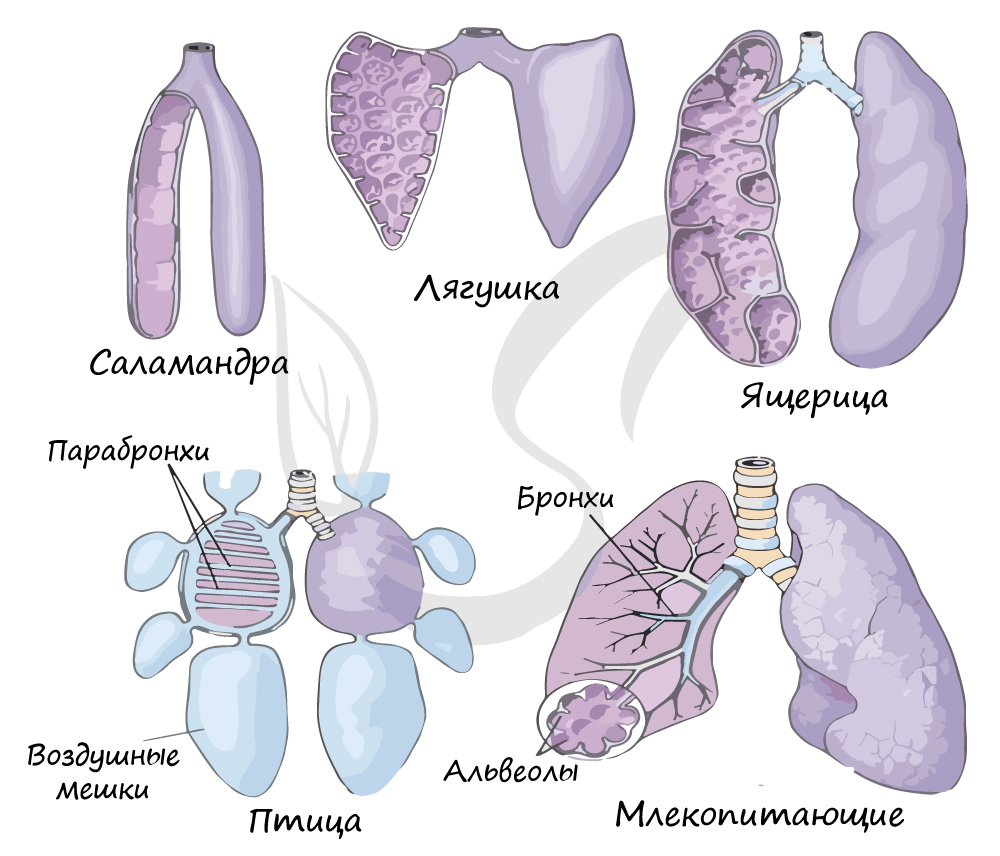 Эволюция дыхательной системы
