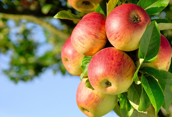 спелые яблоки на дереве