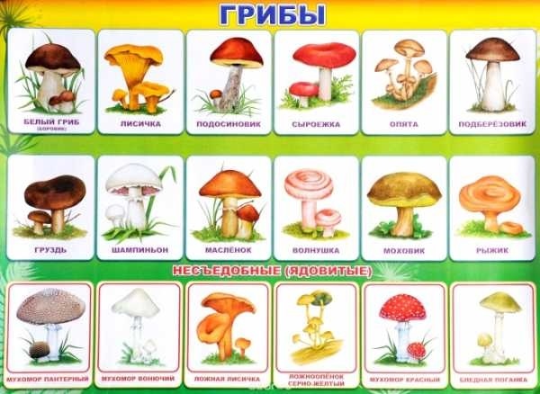 картинка для детей гриб подосиновик 012