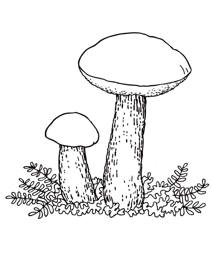 картинка для детей гриб подосиновик 017