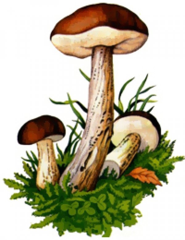картинка для детей гриб подосиновик 018