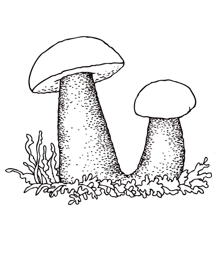 картинка для детей гриб подосиновик 019