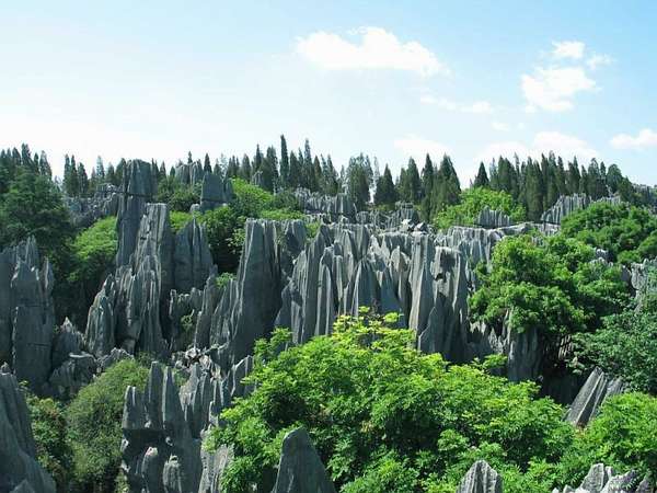 Каменный лес: Россия, Китай, Болгария, Мадагаскар