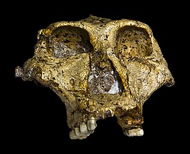 Original of Paranthropus robustus Face.jpg