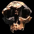 Homo antecessor child cast Natural History Museum London.jpg