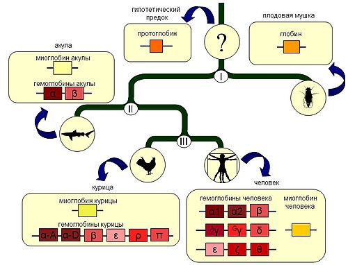GlobinsEvolution.jpg