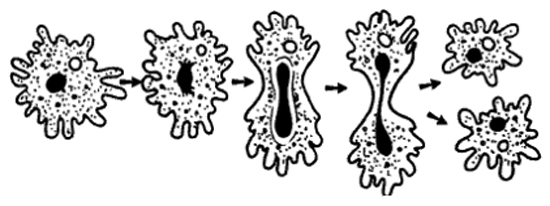 Деление амебы