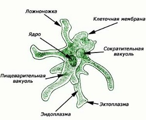 Схема амебы обыкновенной