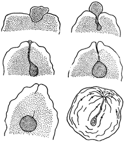 Рис. 5.1 Последовательные стадии  заглатывание пищи амебой  (Amoeba terricola).  