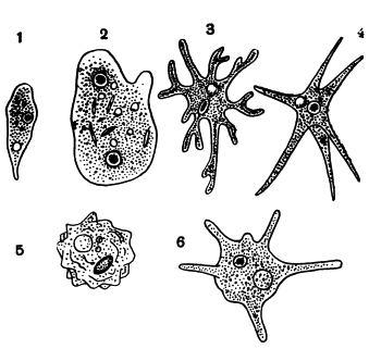 Разные виды амеб с различной формой  псевдоподий: 1 — Amoeba limax; 2 — Pelomyxa  binueleata. a — Amoeba proteus; 4 — Amoeba radiosa;  5 —Amoeba verrucosa; 6 — Amoeba polypodia.